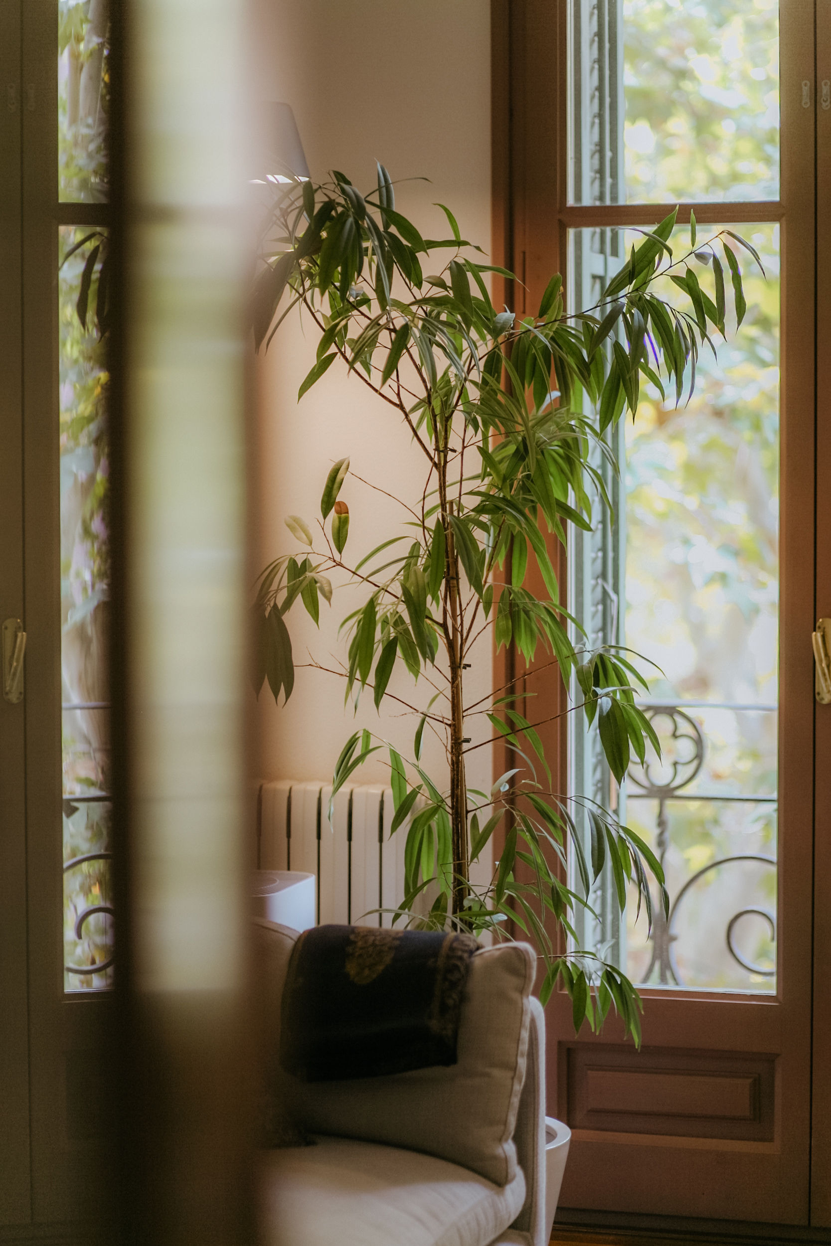 Despatx de psicologia i coaching amb llum natural i plantes